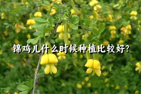 锦鸡儿什么时候种植比较好？