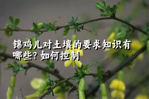 锦鸡儿对土壤的要求知识有哪些？如何控制