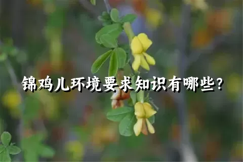 锦鸡儿环境要求知识有哪些？