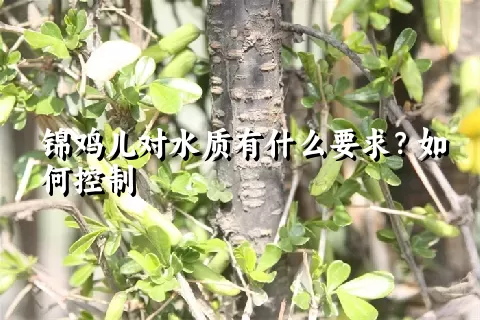 锦鸡儿对水质有什么要求？如何控制