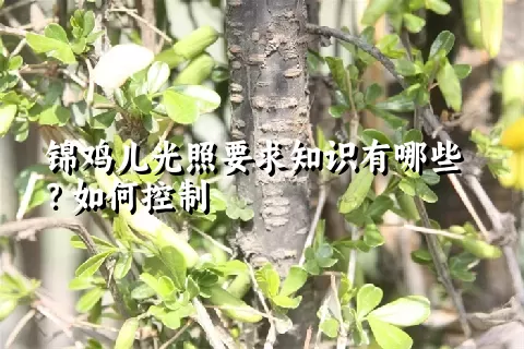 锦鸡儿光照要求知识有哪些？如何控制