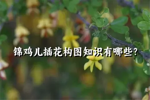 锦鸡儿插花构图知识有哪些？