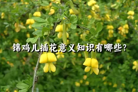 锦鸡儿插花意义知识有哪些？