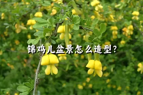 锦鸡儿盆景怎么造型？