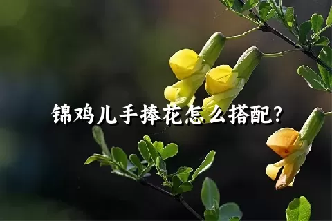 锦鸡儿手捧花怎么搭配？