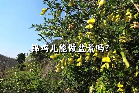 锦鸡儿能做盆景吗？