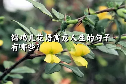 锦鸡儿花语寓意人生的句子有哪些？