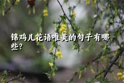 锦鸡儿花语唯美的句子有哪些？