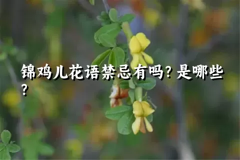 锦鸡儿花语禁忌有吗？是哪些？