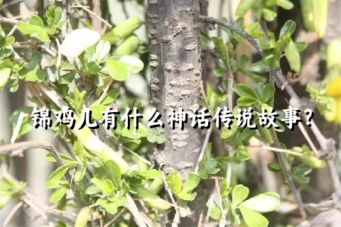 锦鸡儿有什么神话传说故事？