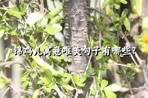 锦鸡儿寓意唯美句子有哪些？