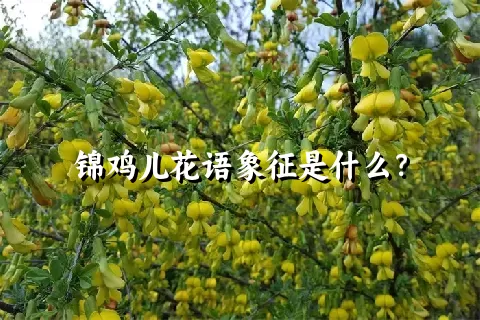 锦鸡儿花语象征是什么？