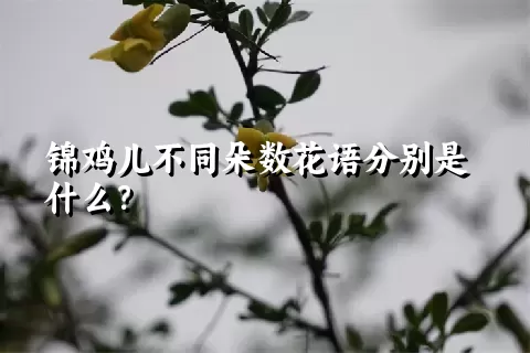 锦鸡儿不同朵数花语分别是什么？