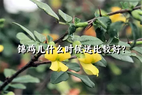 锦鸡儿什么时候送比较好？