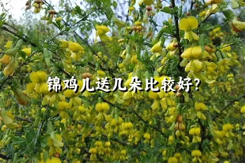 锦鸡儿送几朵比较好？