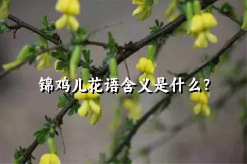 锦鸡儿花语含义是什么？