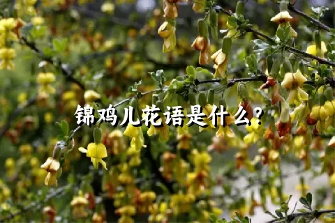 锦鸡儿花语是什么？