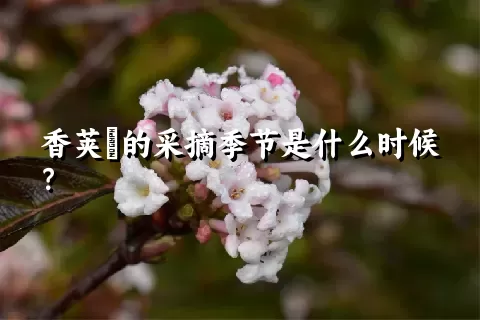 香荚蒾的采摘季节是什么时候？