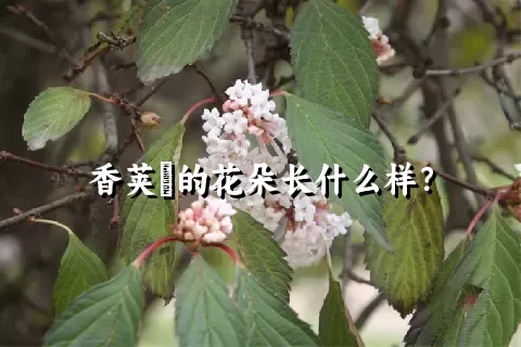 香荚蒾的花朵长什么样？