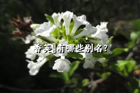 香荚蒾有哪些别名？