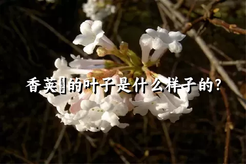 香荚蒾的叶子是什么样子的？