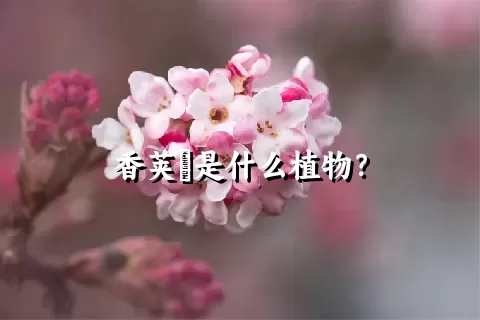 香荚蒾是什么植物？