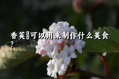 香荚蒾可以用来制作什么美食？