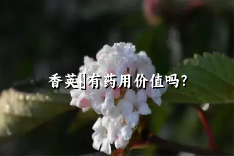 香荚蒾有药用价值吗？