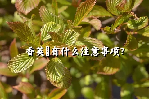 香荚蒾有什么注意事项？