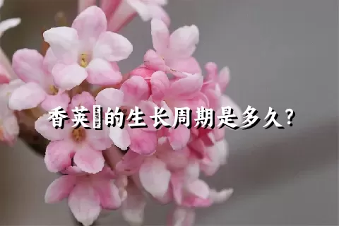 香荚蒾的生长周期是多久？