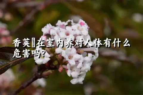 香荚蒾在室内养对人体有什么危害吗？