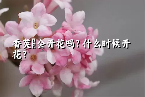 香荚蒾会开花吗？什么时候开花？