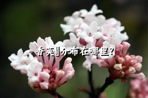 香荚蒾分布在哪里?