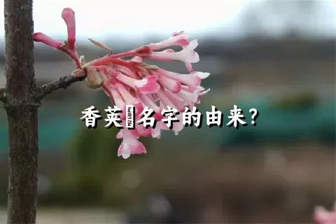 香荚蒾名字的由来？