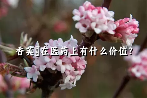 香荚蒾在医药上有什么价值？