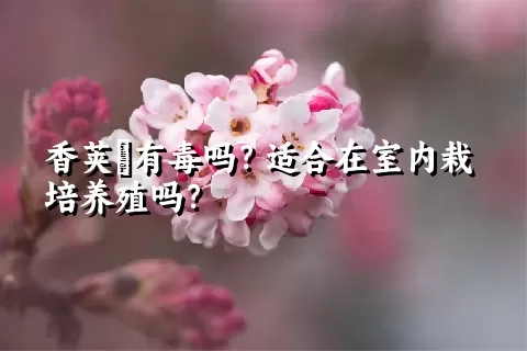 香荚蒾有毒吗？适合在室内栽培养殖吗？