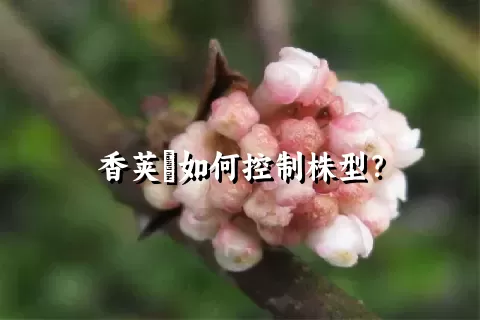 香荚蒾如何控制株型？