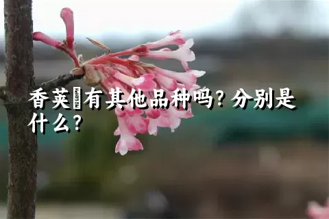 香荚蒾有其他品种吗？分别是什么？