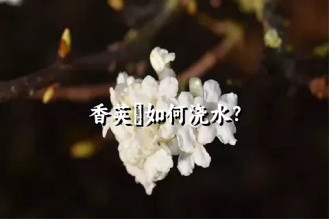 香荚蒾如何浇水？