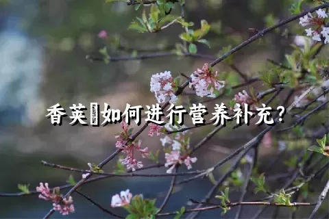 香荚蒾如何进行营养补充？