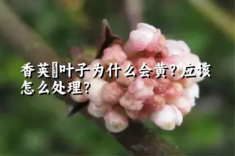 香荚蒾叶子为什么会黄？应该怎么处理？