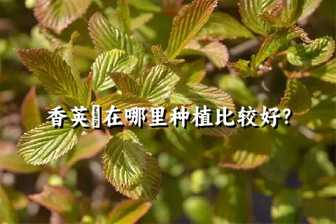 香荚蒾在哪里种植比较好？