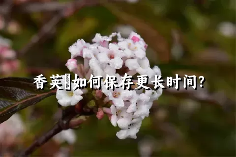 香荚蒾如何保存更长时间？