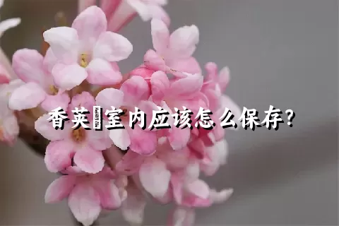 香荚蒾室内应该怎么保存？