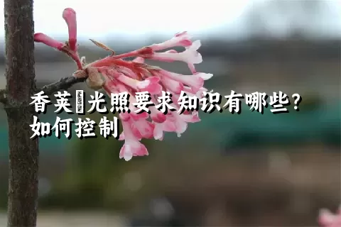 香荚蒾光照要求知识有哪些？如何控制