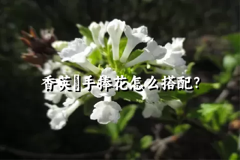 香荚蒾手捧花怎么搭配？