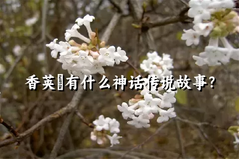 香荚蒾有什么神话传说故事？