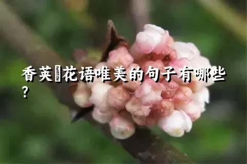 香荚蒾花语唯美的句子有哪些？