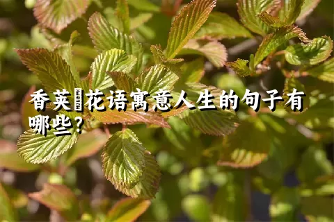 香荚蒾花语寓意人生的句子有哪些？