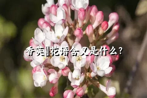 香荚蒾花语含义是什么？